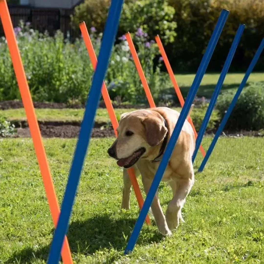 Discount Hunde Agility Slalom 12 stk pæle - sjov hundetræning Hundelegetøj Til Alle Hunde Leg Og Aktivering Året Rundt|Legetøj Til Hvalpe - Sjov Leg, Aktivering Og Tryghed Fra Første Dag