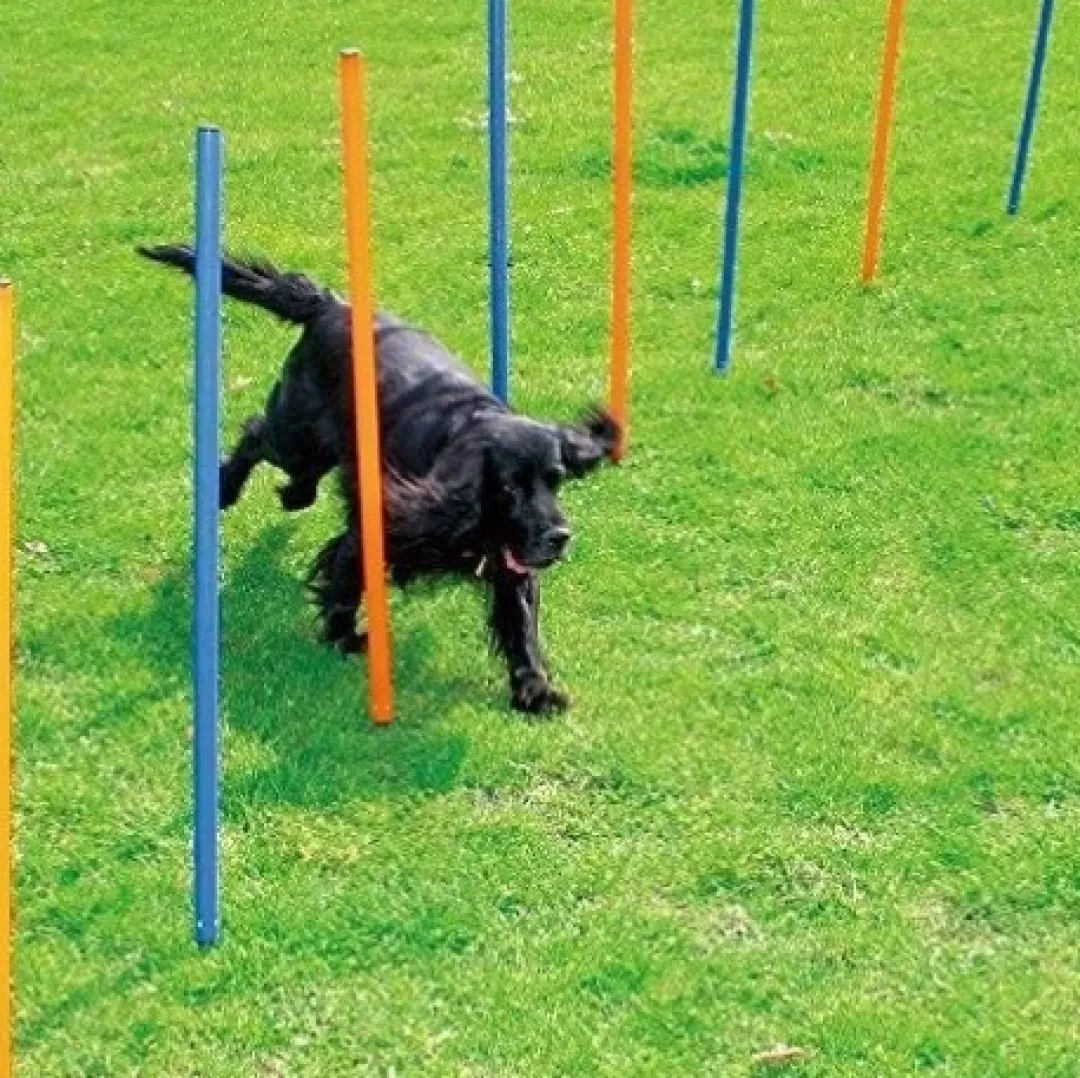 Discount Hunde Agility Slalom 12 stk pæle - sjov hundetræning Hundelegetøj Til Alle Hunde Leg Og Aktivering Året Rundt|Legetøj Til Hvalpe - Sjov Leg, Aktivering Og Tryghed Fra Første Dag