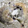 Best Plakobranchus Ocellata søsnegl Anemone, Bløddyr Og Snegle Til Saltvand
