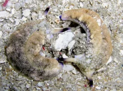 Best Plakobranchus Ocellata søsnegl Anemone, Bløddyr Og Snegle Til Saltvand
