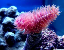 Clearance Protula Bispiralis Anemone, Bløddyr Og Snegle Til Saltvand