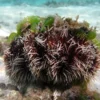 Clearance Pynte Søpindsvin (Tripneustes gratilla) Anemone, Bløddyr Og Snegle Til Saltvand
