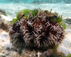 Clearance Pynte Søpindsvin (Tripneustes gratilla) Anemone, Bløddyr Og Snegle Til Saltvand