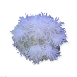 Radianthus Crispa Anemone Anemone, Bløddyr Og Snegle Til Saltvand