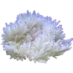 Radianthus Crispa Anemone Anemone, Bløddyr Og Snegle Til Saltvand