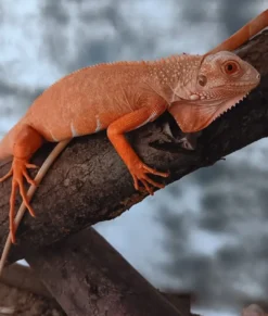 New Rød Albino leguan (Iguana iguana) Krybdyr