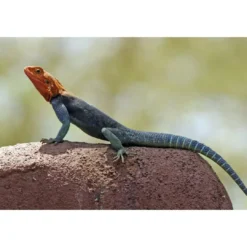 New Rødhovedet klippeagame (Agama agama) Krybdyr