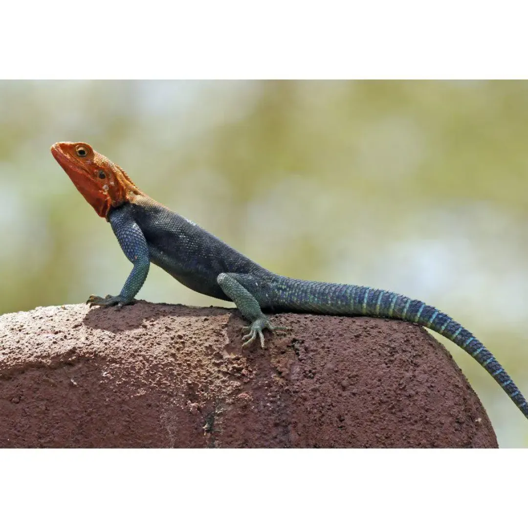 New Rødhovedet klippeagame (Agama agama) Krybdyr