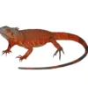 Sale Rød leguan (Iguana iguana) Krybdyr