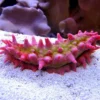 Outlet Rød Sø-agurk (Colochirus crassus) Anemone, Bløddyr Og Snegle Til Saltvand