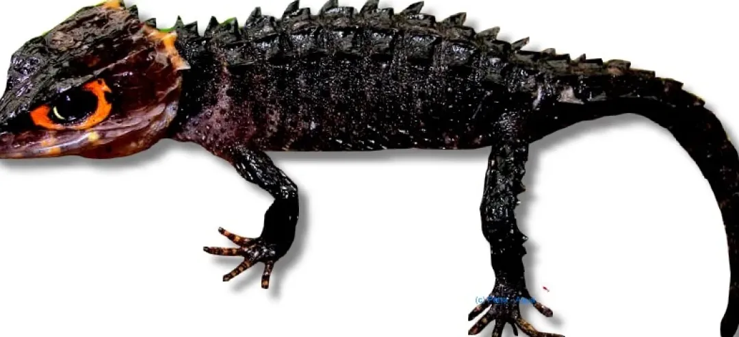 Clearance Red-Eyed Bush Crocodile Skink (Tribolonotus Gracilis) Krybdyr