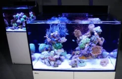 Clearance Red Sea Akvarium Max E-260 Hvid Akvarier Til Saltvandsfisk|Akvarier