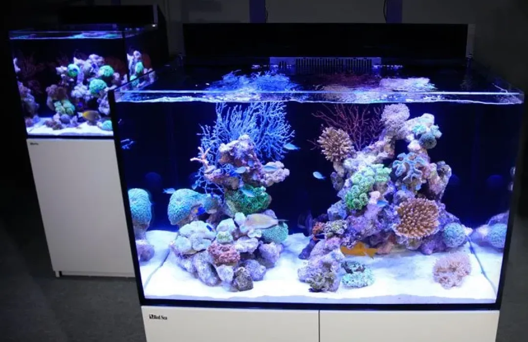 Clearance Red Sea Akvarium Max E-260 Hvid Akvarier Til Saltvandsfisk|Akvarier