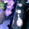 Outlet Red Sea Nano Max Complete Reef System Hvidt G2 Akvarier Til Saltvandsfisk|Akvarier