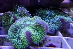 Clearance Ricordea Florida Saltvandskoraller