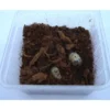Sale Rosenbille larver (Pachnoda sp) 10 stk Foder & Vitaminer Til Krybdyr
