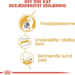 Outlet Royal Canin Bengal 2 kg Adult Kattefoder & Snacks