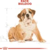 Clearance Royal Canin Bulldog Puppy 12 kg - tørfoder til hvalpe Hundefoder|Tørfoder Til Hunde I Alle Størrelser Og Aldre