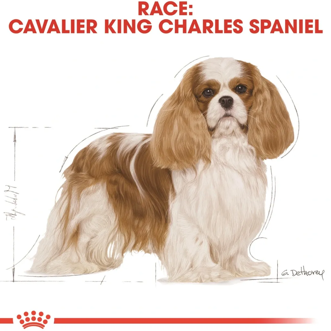 Sale Royal Canin Cavalier King Charles Adult 1,5 kg - tørfoder til små hunde Hundefoder|Tørfoder Til Hunde I Alle Størrelser Og Aldre