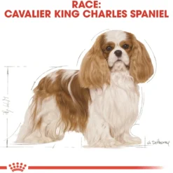 New Royal Canin Cavalier King Charles Adult 7,5 kg - tørfoder til voksne hunde Hundefoder|Tørfoder Til Hunde I Alle Størrelser Og Aldre