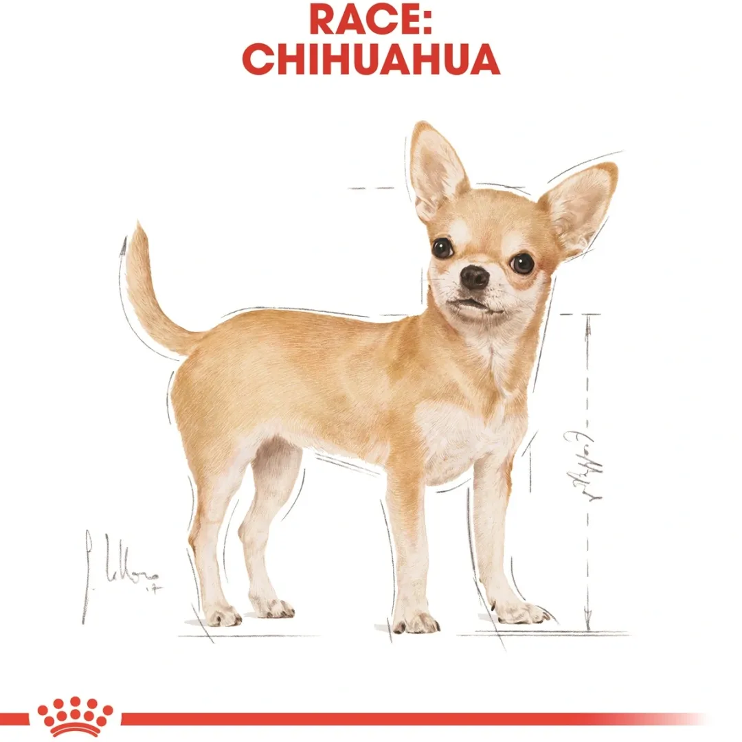 Clearance Royal Canin Chihuahua Adult 3 kg - tørfoder til små hunde Hundefoder|Tørfoder Til Hunde I Alle Størrelser Og Aldre