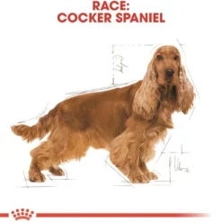 Online Royal Canin Cocker Spaniel Adult 3 kg - tørfoder til voksne hunde Hundefoder|Tørfoder Til Hunde I Alle Størrelser Og Aldre