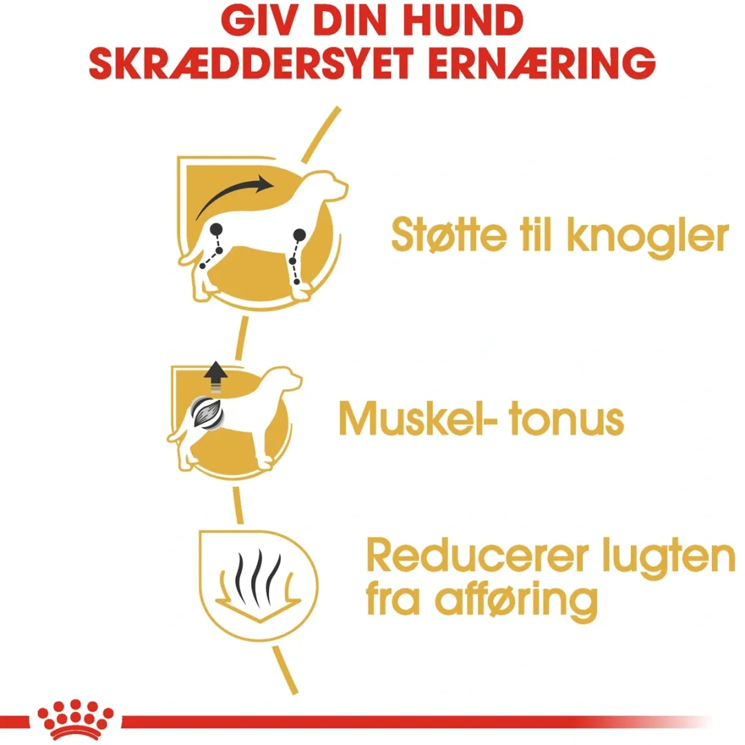 Best Royal Canin Dachshund Adult 1,5 kg - tørfoder til gravhunde Hundefoder|Tørfoder Til Hunde I Alle Størrelser Og Aldre