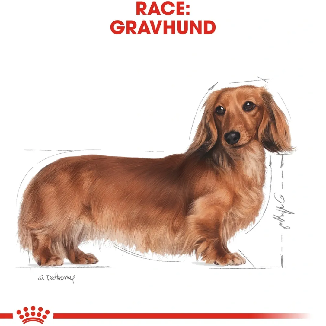 Best Royal Canin Dachshund Adult 1,5 kg - tørfoder til gravhunde Hundefoder|Tørfoder Til Hunde I Alle Størrelser Og Aldre