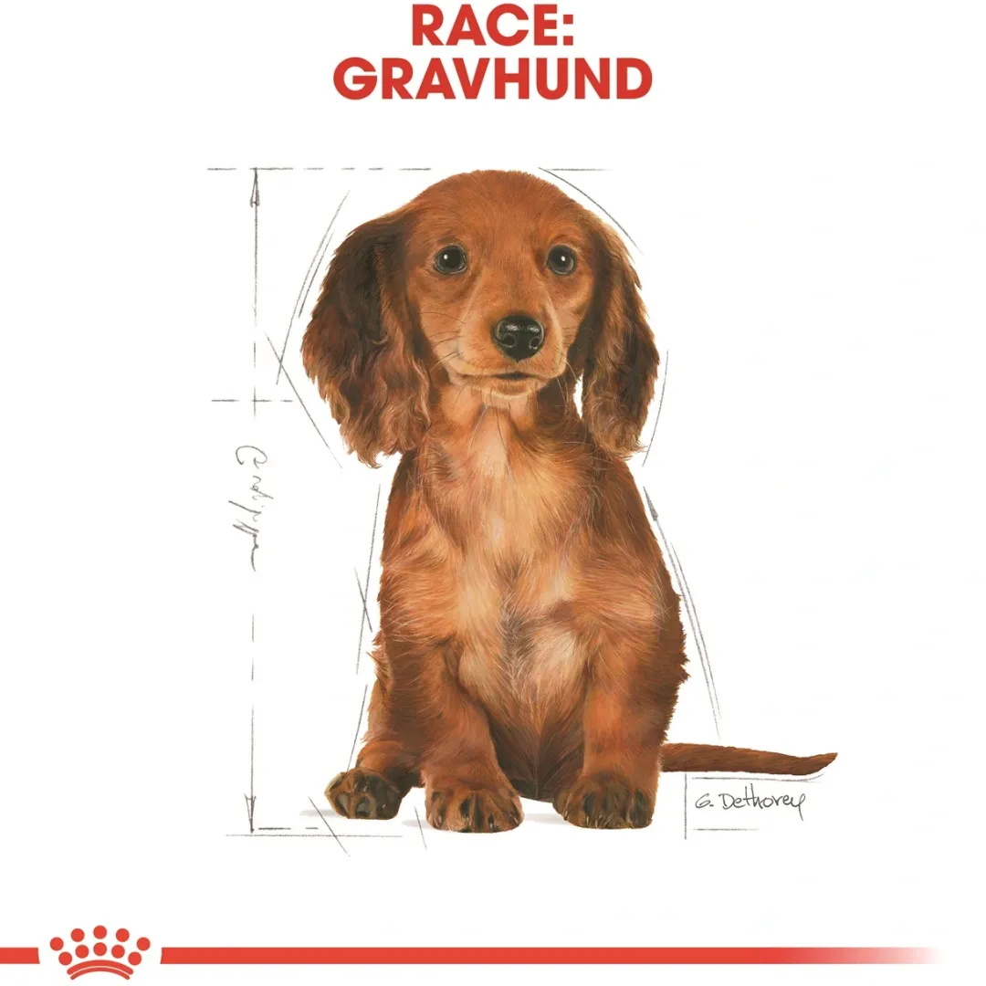 Royal Canin Dachshund Puppy 1,5 kg - tørfoder til Gravhund hvalpe Hundefoder|Tørfoder Til Hunde I Alle Størrelser Og Aldre
