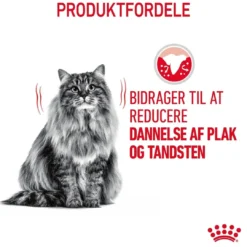 Hot Royal Canin Dental Care 3,5 kg Kattefoder & Snacks