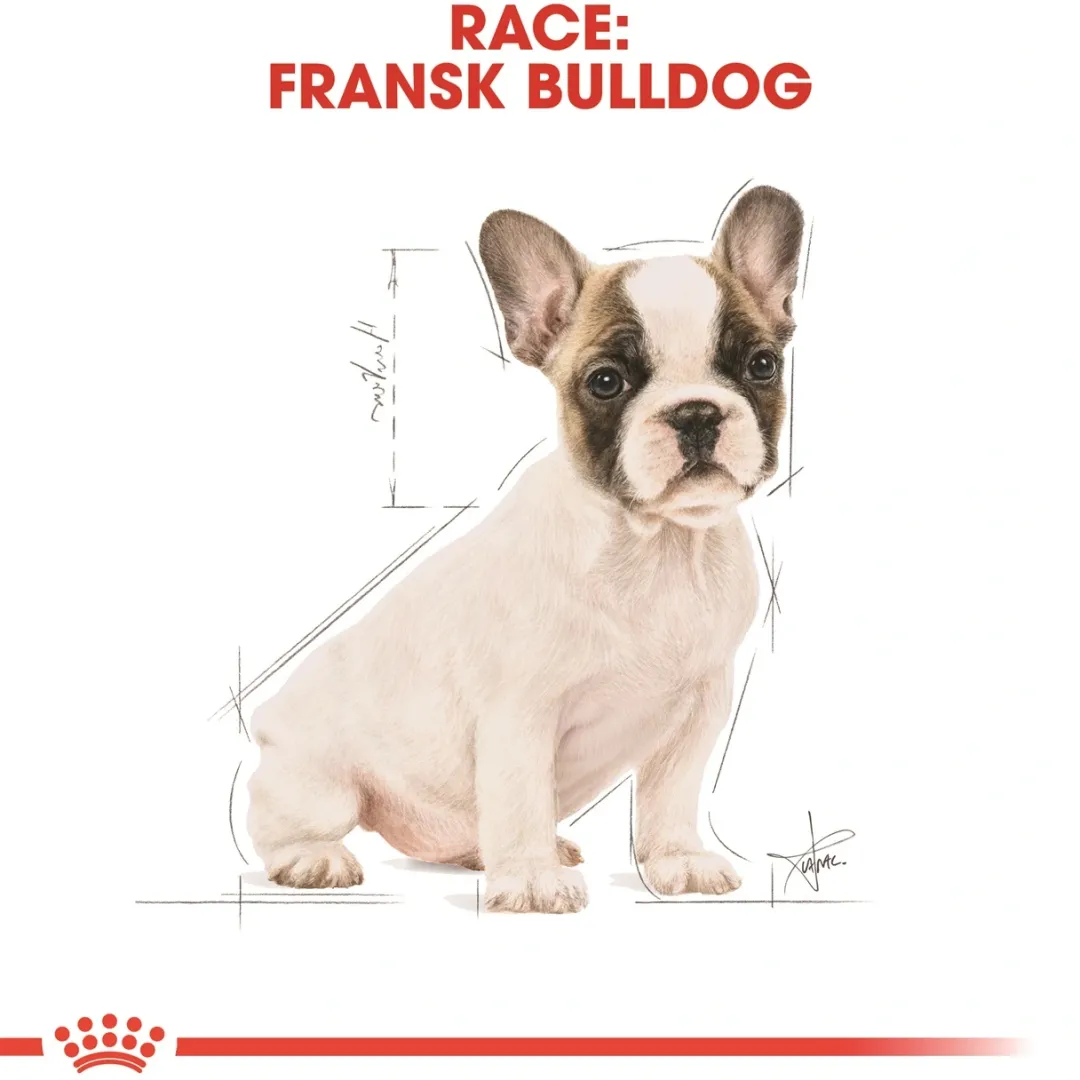 Hot Royal Canin French Bulldog Puppy 10 kg - tørfoder til hvalpe Hundefoder|Tørfoder Til Hunde I Alle Størrelser Og Aldre