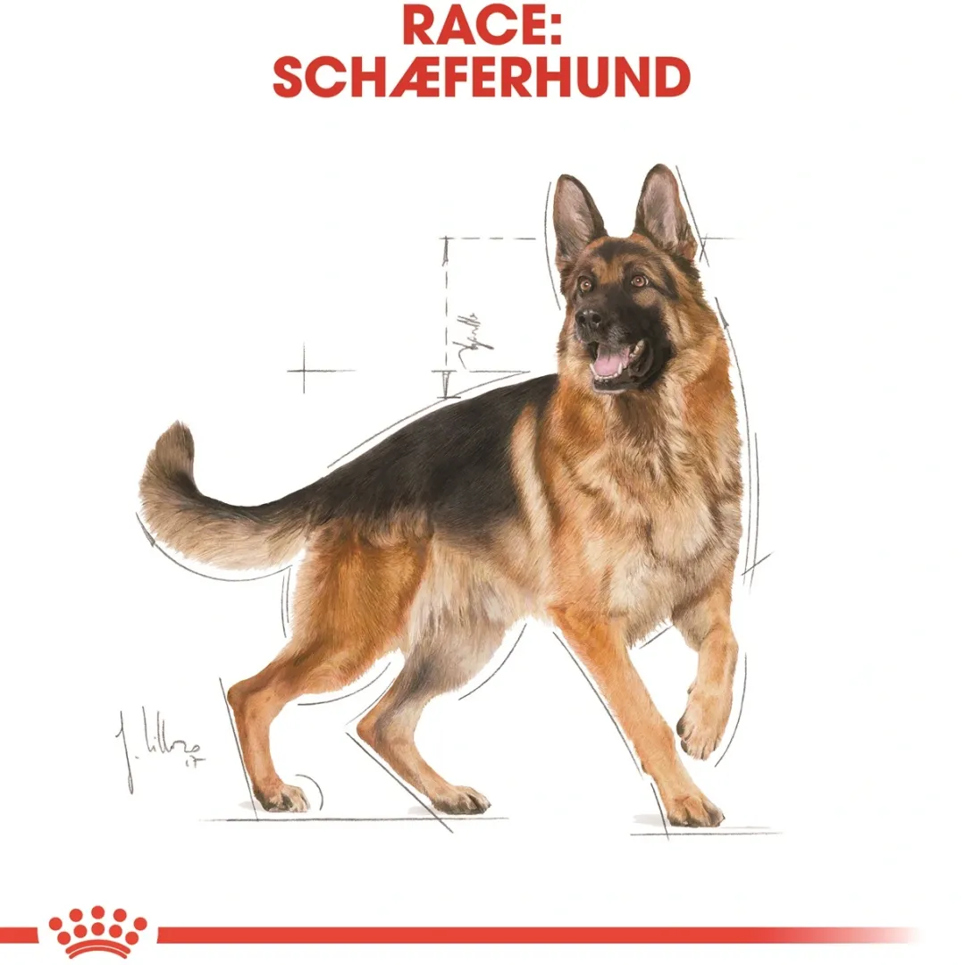 Online Royal Canin German Shepherd Adult 11 kg - tørfoder til voksne hunde Hundefoder|Tørfoder Til Hunde I Alle Størrelser Og Aldre