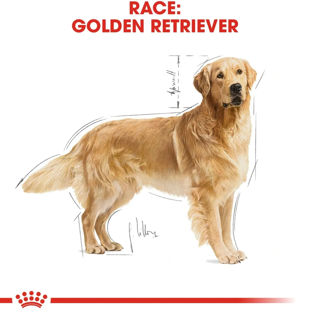 Best Royal Canin Golden Retriever Adult 12 kg - tørfoder til voksne hunde Hundefoder|Tørfoder Til Hunde I Alle Størrelser Og Aldre