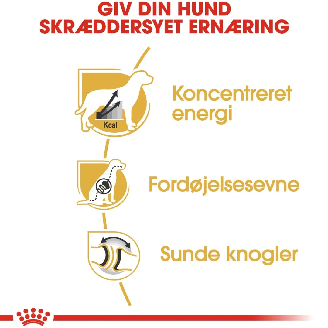 Online Royal Canin Great Dane Adult 12 kg - tørfoder til voksne hunde Hundefoder|Tørfoder Til Hunde I Alle Størrelser Og Aldre