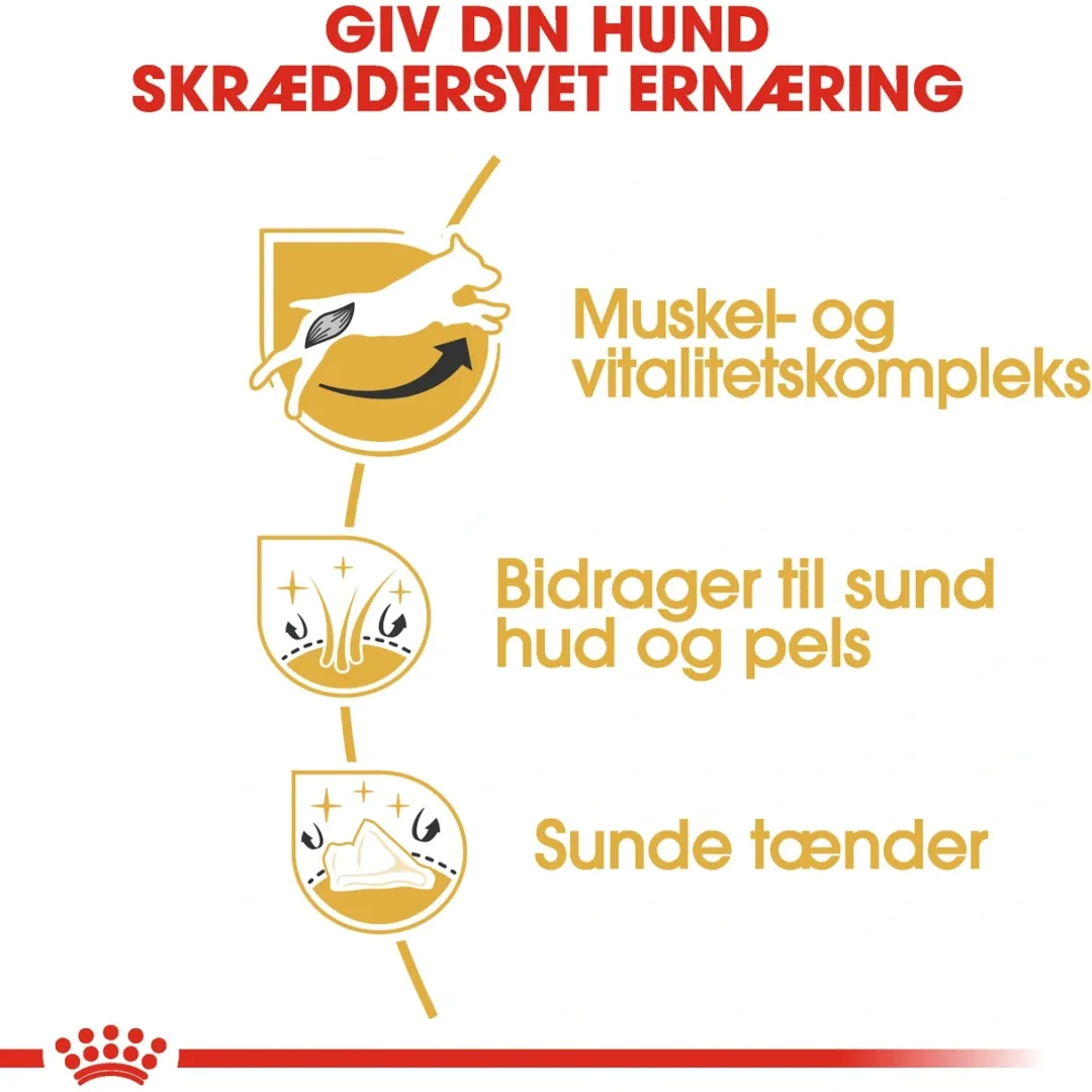 Hot Royal Canin Jack Russell Adult 12 kg - tørfoder til voksne hunde Hundefoder|Tørfoder Til Hunde I Alle Størrelser Og Aldre