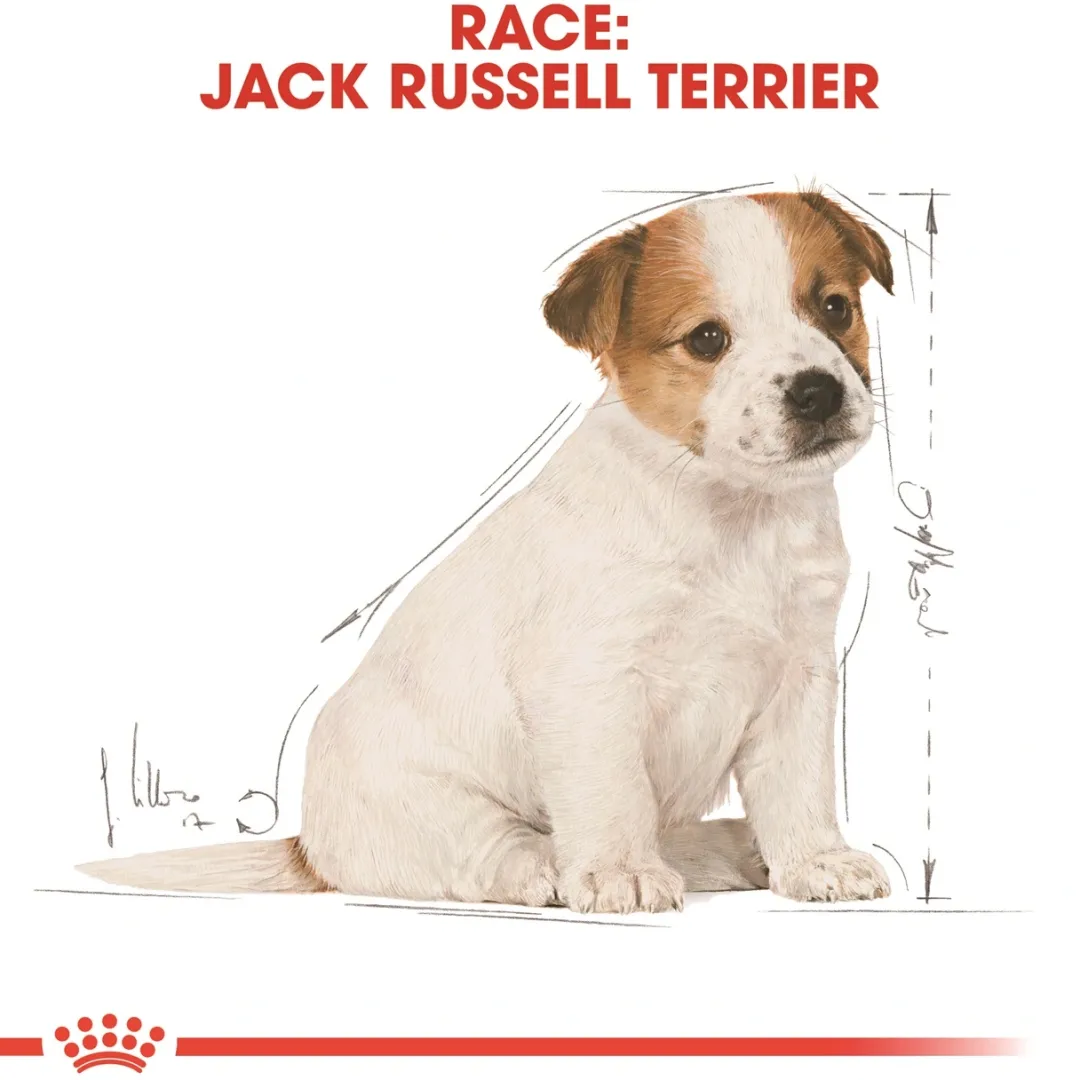 Sale Royal Canin Jack Russell Puppy 1,5 kg - hvalpefoder til energi og vækst Hundefoder|Tørfoder Til Hunde I Alle Størrelser Og Aldre