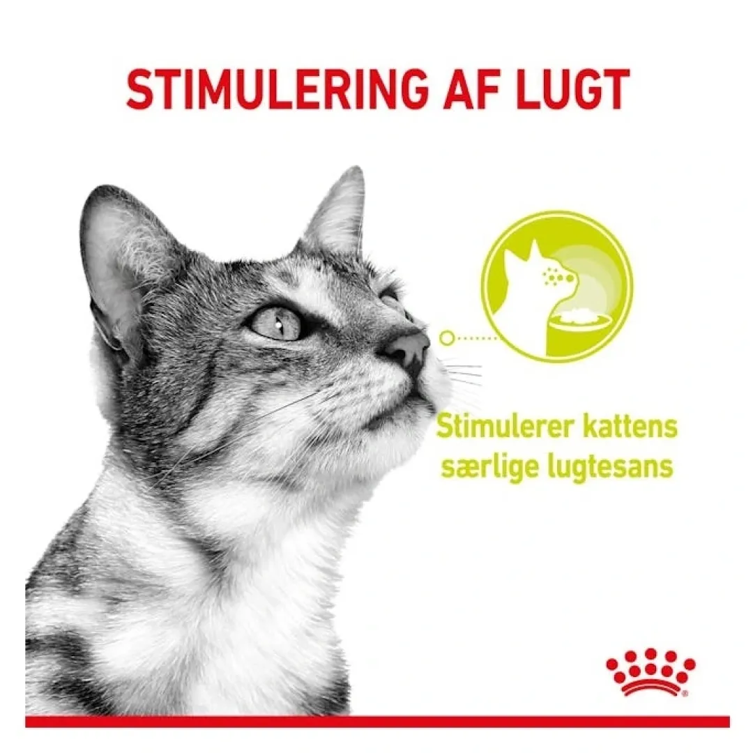 Hot Royal Canin Kattevådmad Sensory Smell Sovs Adult Kattefoder & Snacks