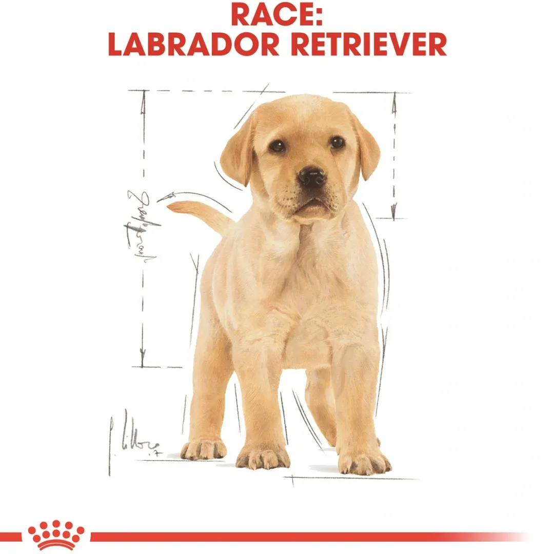 Discount Royal Canin Labrador Retriever Puppy 12 kg - tørfoder til hvalpe Hundefoder|Tørfoder Til Hunde I Alle Størrelser Og Aldre
