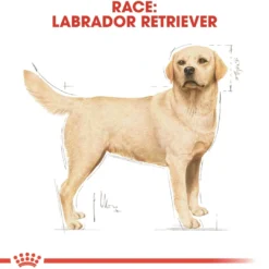 New Royal Canin Labrador Retriever Adult 12 kg - tørfoder til voksne hunde Hundefoder|Tørfoder Til Hunde I Alle Størrelser Og Aldre
