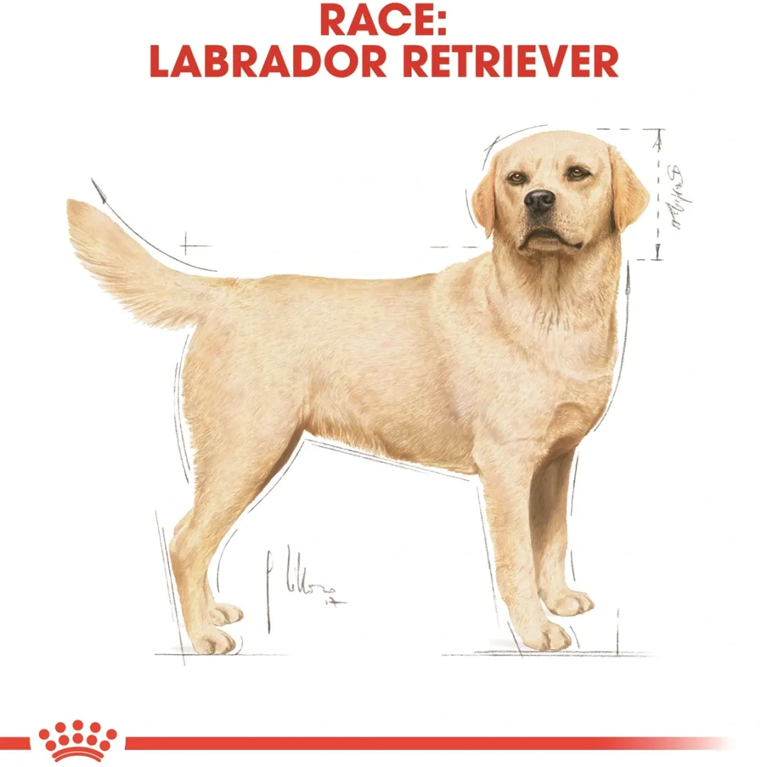 New Royal Canin Labrador Retriever Adult 12 kg - tørfoder til voksne hunde Hundefoder|Tørfoder Til Hunde I Alle Størrelser Og Aldre