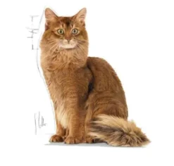 Royal Canin Light Weight Jelly vådfoder 85 g Kattefoder & Snacks