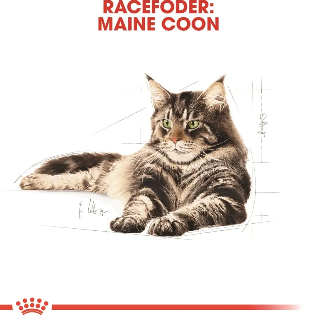 Best Royal Canin Maine Coon 4 kg Kattefoder & Snacks