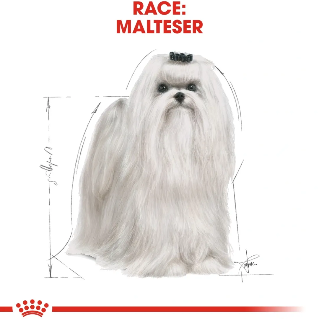 Hot Royal Canin Maltese Adult 1,5 kg - tørfoder til maltesere Hundefoder|Tørfoder Til Hunde I Alle Størrelser Og Aldre