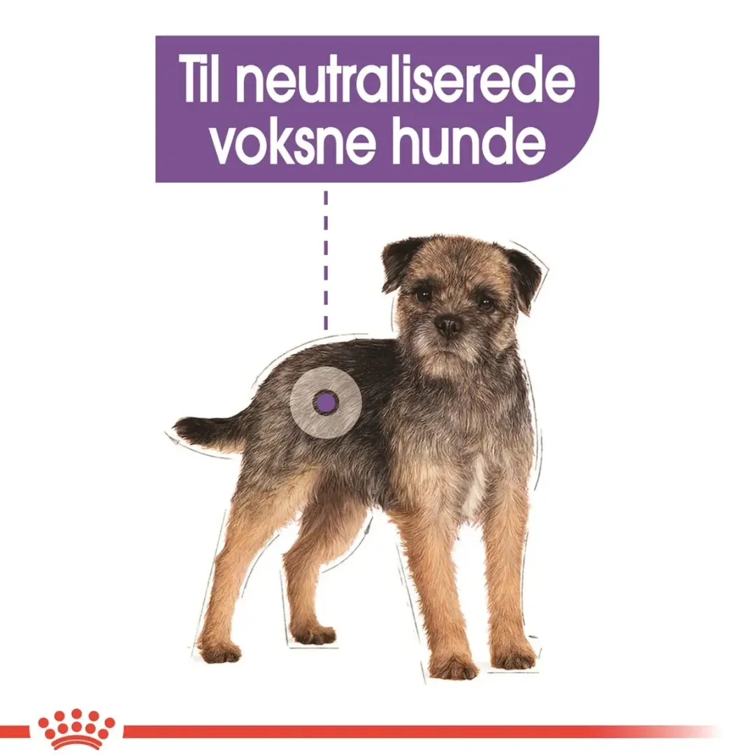 Outlet Royal Canin Mini Sterilised Adult 3 kg - hundefoder til små steriliserede hunde Hundefoder|Tørfoder Til Hunde I Alle Størrelser Og Aldre
