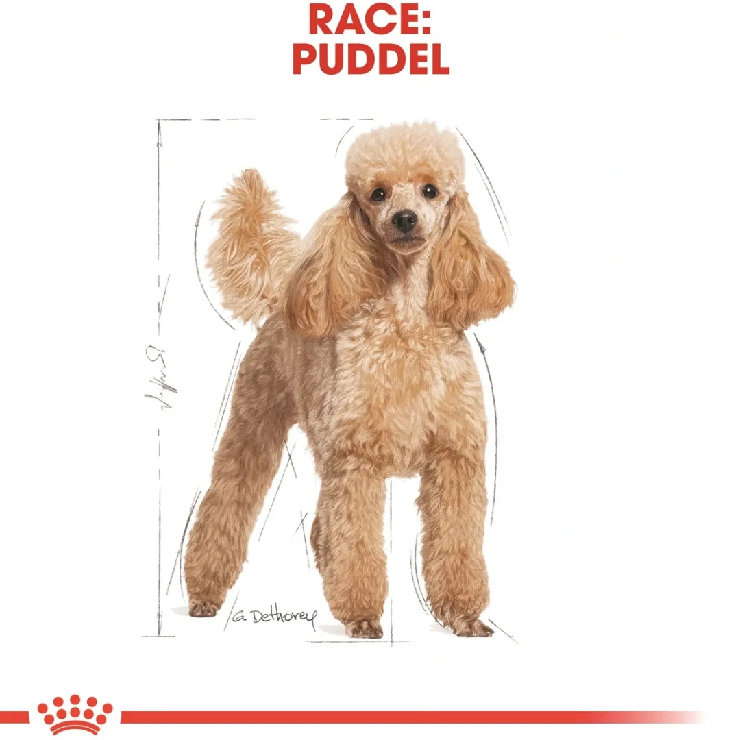 Outlet Royal Canin Poodle Adult 7,5 kg - tørfoder til voksne pudler Hundefoder|Tørfoder Til Hunde I Alle Størrelser Og Aldre