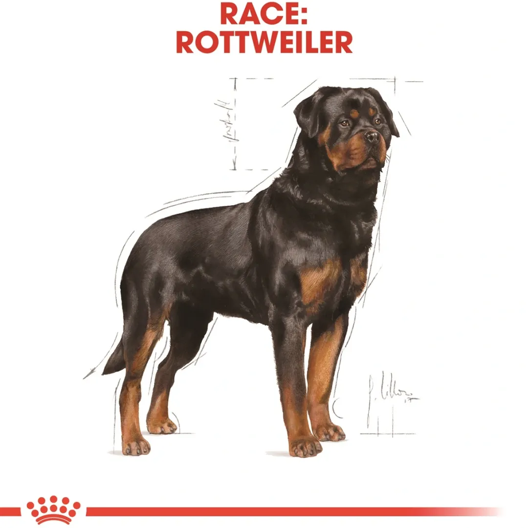 Sale Royal Canin Rottweiler Adult 12 kg - tørfoder til voksne hunde Hundefoder|Tørfoder Til Hunde I Alle Størrelser Og Aldre