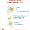 Outlet Royal Canin Shih Tzu Puppy 1,5 kg - tørfoder til hvalpe Hundefoder|Tørfoder Til Hunde I Alle Størrelser Og Aldre