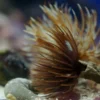 Clearance Sabellastarte spectabilis Børsteorm Anemone, Bløddyr Og Snegle Til Saltvand
