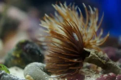 Clearance Sabellastarte spectabilis Børsteorm Anemone, Bløddyr Og Snegle Til Saltvand