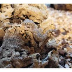 Outlet Sandgecko - Stenodactylus sthenodactylus Krybdyr